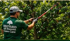 Tree services